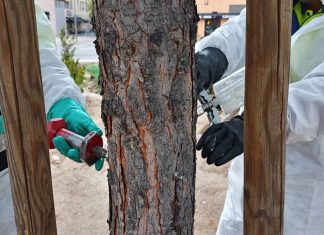 Comienza el tratamiento para prevenir la oruga procesionaria en Móstoles