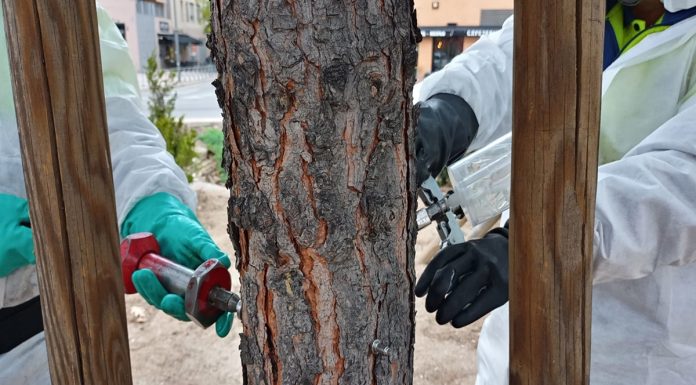 Comienza el tratamiento para prevenir la oruga procesionaria en Móstoles