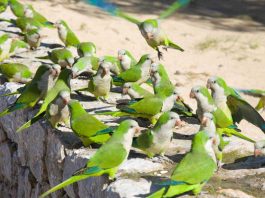 Móstoles estudia tomar medidas contra la superpoblación de cotorras