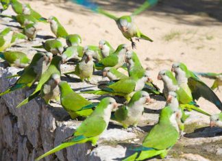 Móstoles estudia tomar medidas contra la superpoblación de cotorras