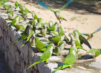 Ciudadanos exige soluciones a la plaga de cotorras en Móstoles