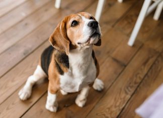 La Universidad Rey Juan Carlos de Móstoles inicia intervenciones asistidas con perros para reducir el estrés