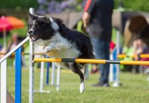 Circuitos Agility en las áreas caninas de Móstoles