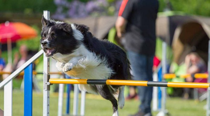 Circuitos Agility en las áreas caninas de Móstoles