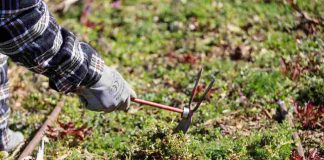 La horticultura ecológica horizonte laboral para vecinos de Móstoles