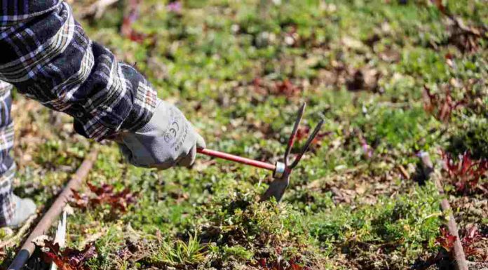 La horticultura ecológica horizonte laboral para vecinos de Móstoles