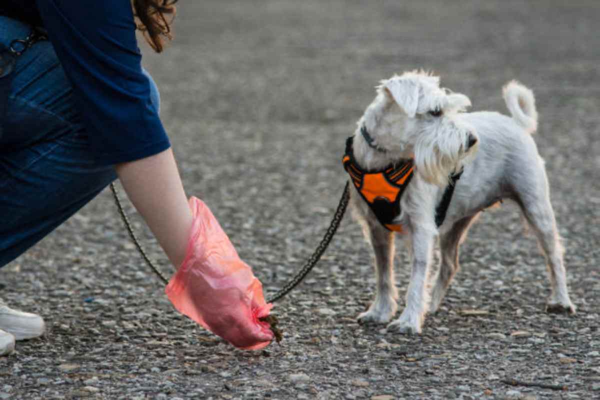Del 23 al 28 de junio entrega de bolsas de recogida de excrementos caninos en Móstoles