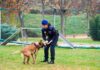 Exhibición de la unidad canina de la Policía Municipal de Móstoles