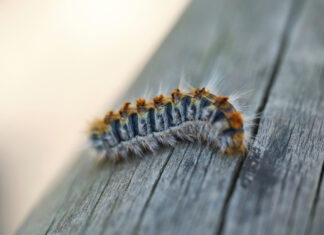 Supervisión en Móstoles y en el resto de la región por la oruga procesionaria