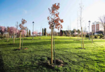 Finalizada la plantación de más de 300 árboles nuevos en Móstoles