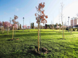 Finalizada la plantación de más de 300 árboles nuevos en Móstoles