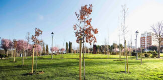 Finalizada la plantación de más de 300 árboles nuevos en Móstoles