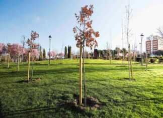 Finalizada la plantación de más de 300 árboles nuevos en Móstoles Finalizada la plantación de más de 300 árboles nuevos en Móstoles