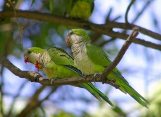Buscando soluciones para la invasión de cotorras en Móstoles