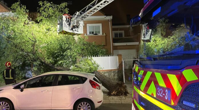 Los bomberos alertan de la caída de árboles y ramas en Móstoles