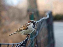 Nueva columna de sábado sobre la ciudad de Móstoles, sus pájaros y su naturaleza. ¿Quién anda ahí? Móstoles: Gorriones 