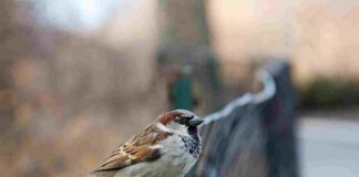 Nueva columna de sábado sobre la ciudad de Móstoles, sus pájaros y su naturaleza. ¿Quién anda ahí? Móstoles: Gorriones 