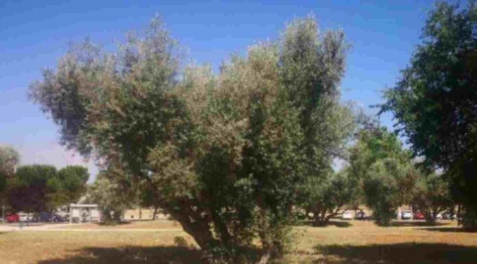 Ecologistas en Acción denuncia la destrucción del Parque de los Olivos de Móstoles