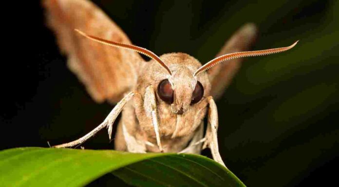 Móstoles invadido por una gran cantidad de polillas