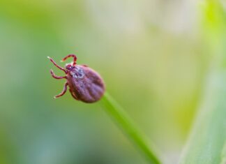 Detectan en Móstoles un caso de fiebre hemorrágica de Crimea-Congo