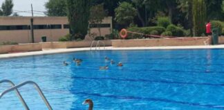 El PSOE denuncia la inacción del Ejecutivo y desde fuentes municipales se recuerda que esto sucede desde hace 5 años. Las aves también disfrutan de la piscina municipal de El Soto de Móstoles.