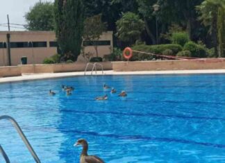 El PSOE denuncia la inacción del Ejecutivo y desde fuentes municipales se recuerda que esto sucede desde hace 5 años. Las aves también disfrutan de la piscina municipal de El Soto de Móstoles.