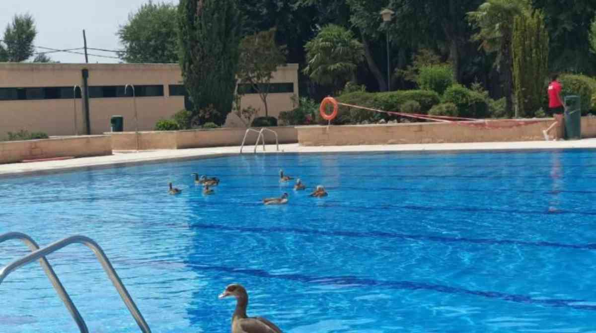 El PSOE denuncia la inacción del Ejecutivo y desde fuentes municipales se recuerda que esto sucede desde hace 5 años. Las aves también disfrutan de la piscina municipal de El Soto de Móstoles.