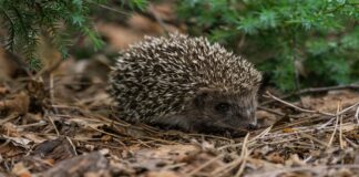 Advierten de la presencia de un erizo en una zona urbana de Móstoles