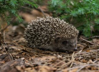 Advierten de la presencia de un erizo en una zona urbana de Móstoles