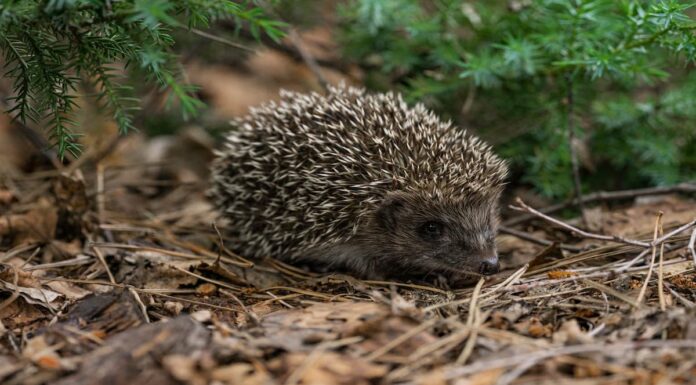 Advierten de la presencia de un erizo en una zona urbana de Móstoles Advierten de la presencia de un erizo en una zona urbana de Móstoles