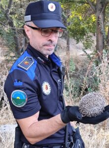 Advierten de la presencia de un erizo en una zona urbana de Móstoles