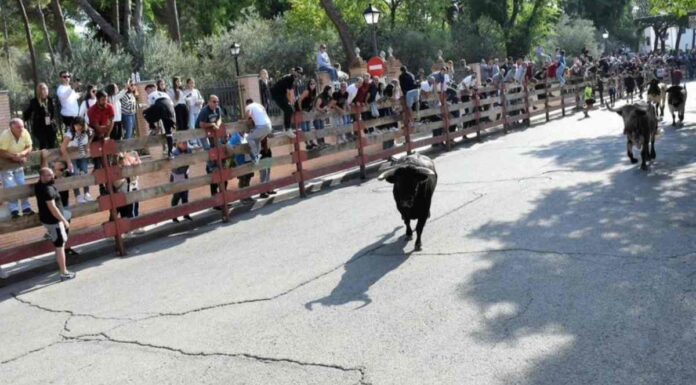 Muere un vecino de Móstoles en el último encierro de Villaviciosa de Odón