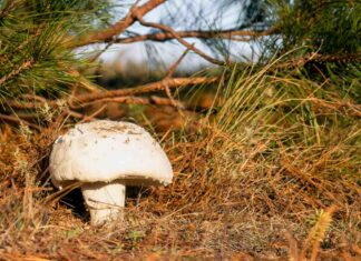 Llegan las XXXI Jornadas Micológicas de Móstoles