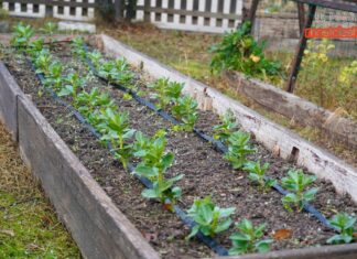 Huertos en Móstoles
