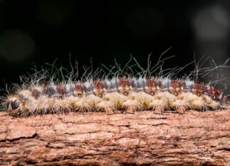 La Comunidad de Madrid actuará contra la oruga procesionaria en pinares de Móstoles