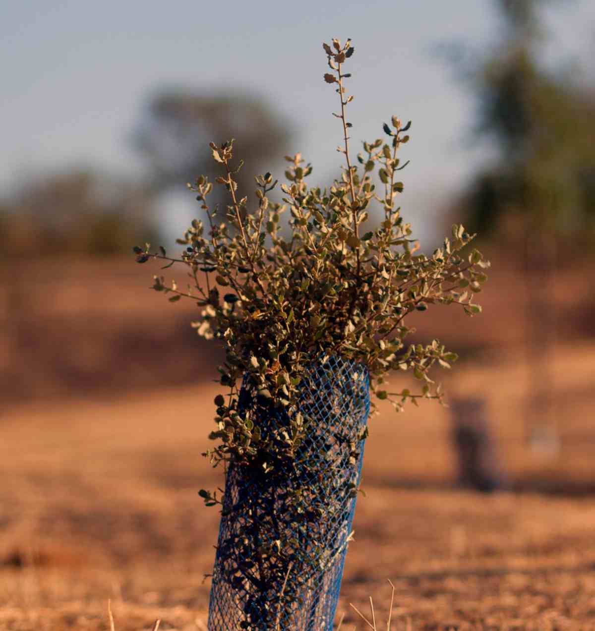 El próximo 9 de febrero plantación en Móstoles impulsada por Ecologistas en Acción