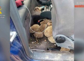 Caza furtiva erizos Móstoles