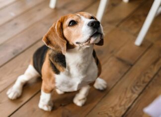 Móstoles promoverá la adopción de perros durante la II Marcha Dog