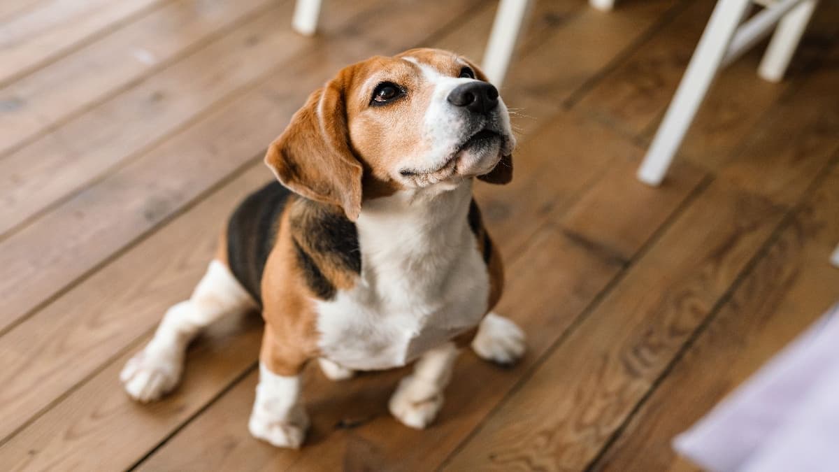 Móstoles se prepara para la II edición de la Marcha Dog