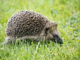 Caza furtiva de erizos entre Móstoles y Alcorcón