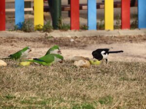 Móstoles combate la cotorra argentina con educación ambiental 