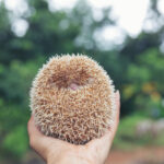 Móstoles actúa por su fauna: rescatan a dos erizos en situación de riesgo