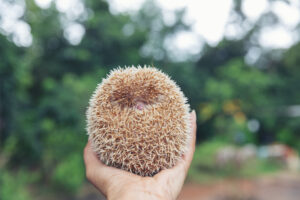 Móstoles actúa por su fauna: rescatan a dos erizos en situación de riesgo