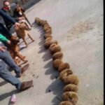 Móstoles actúa por su fauna: rescatan a dos erizos en situación de riesgo