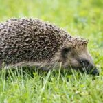 Móstoles actúa por su fauna: rescatan a dos erizos en situación de riesgo