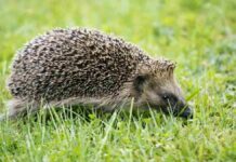 Móstoles actúa por su fauna: rescatan a dos erizos en situación de riesgo