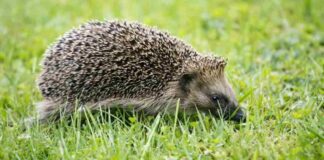 Móstoles actúa por su fauna: rescatan a dos erizos en situación de riesgo