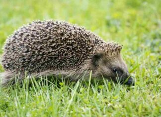 Móstoles actúa por su fauna: rescatan a dos erizos en situación de riesgo Móstoles actúa por su fauna: rescatan a dos erizos en situación de riesgo