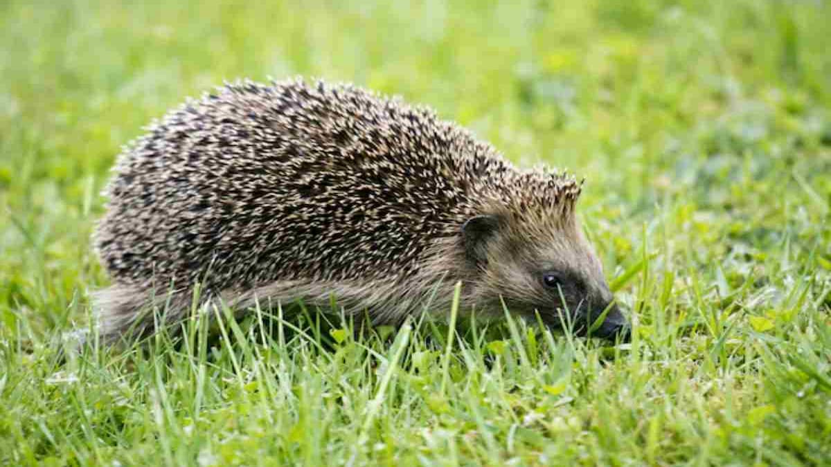 Móstoles actúa por su fauna: rescatan a dos erizos en situación de riesgo