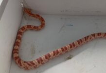 Avisan de la aparición de una serpiente en un garaje de Móstoles
